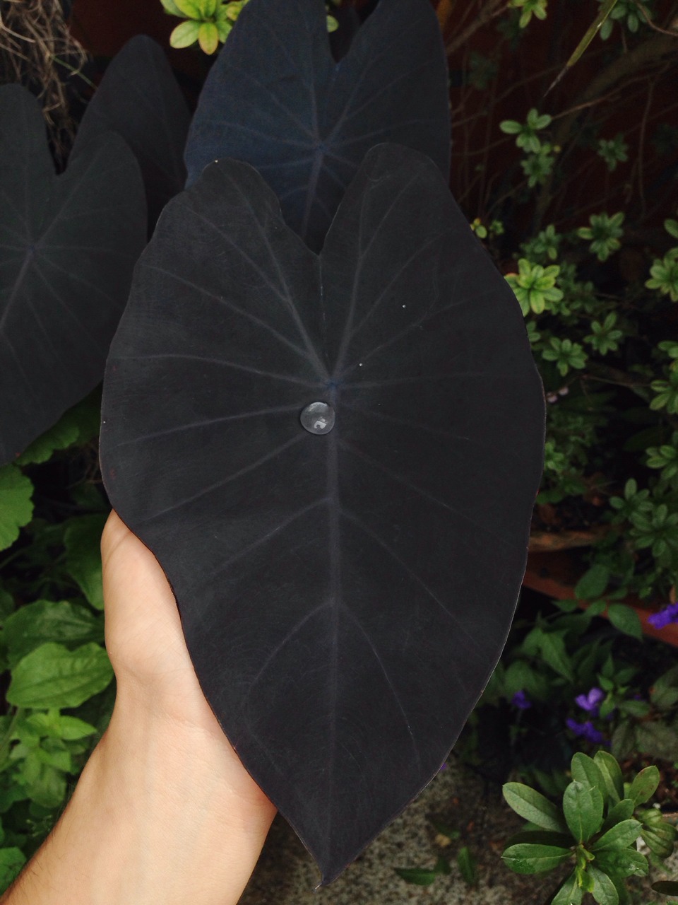 Black leaf with one sole drop of water on it.
