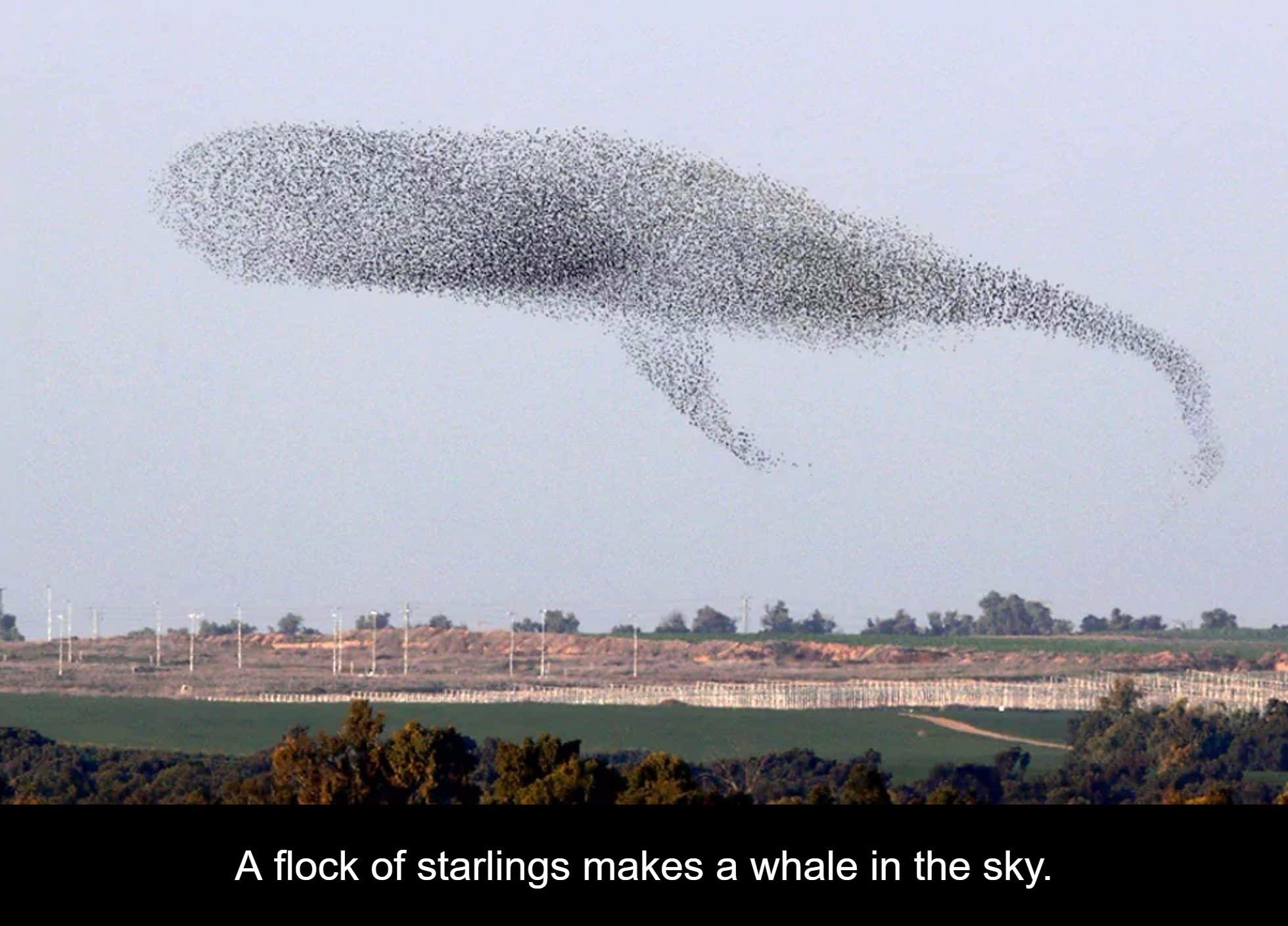 Funny meme of a flock of starlings that make the shape of a whale in the sky.