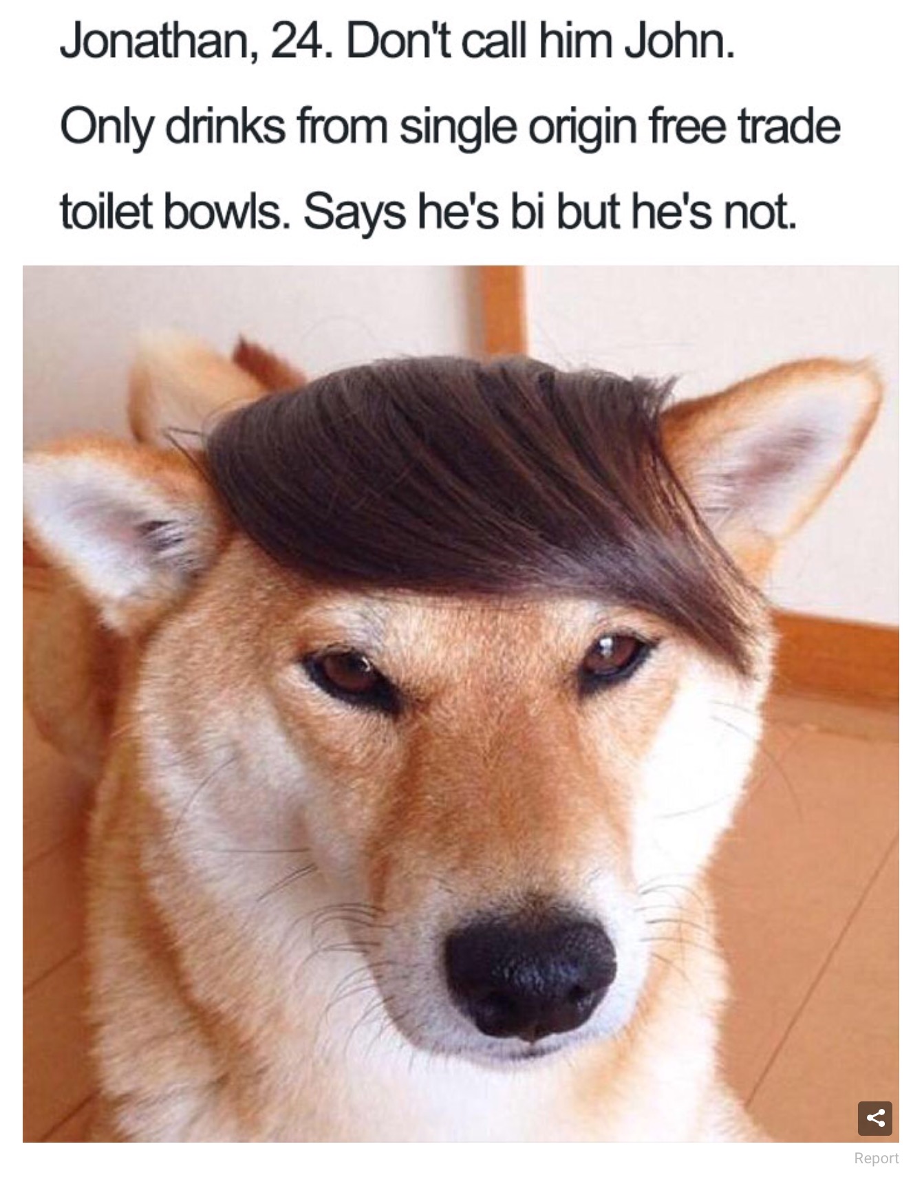 dog with hair meme - Jonathan, 24. Don't call him John. Only drinks from single origin free trade toilet bowls. Says he's bi but he's not. Report