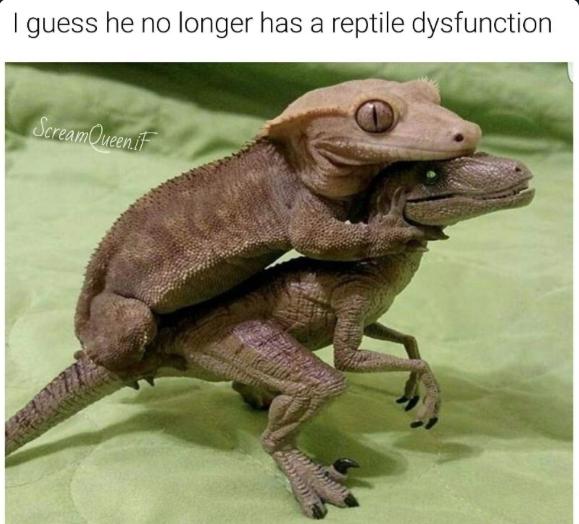 funny lizard memes - I guess he no longer has a reptile dysfunction ScreamQueenit