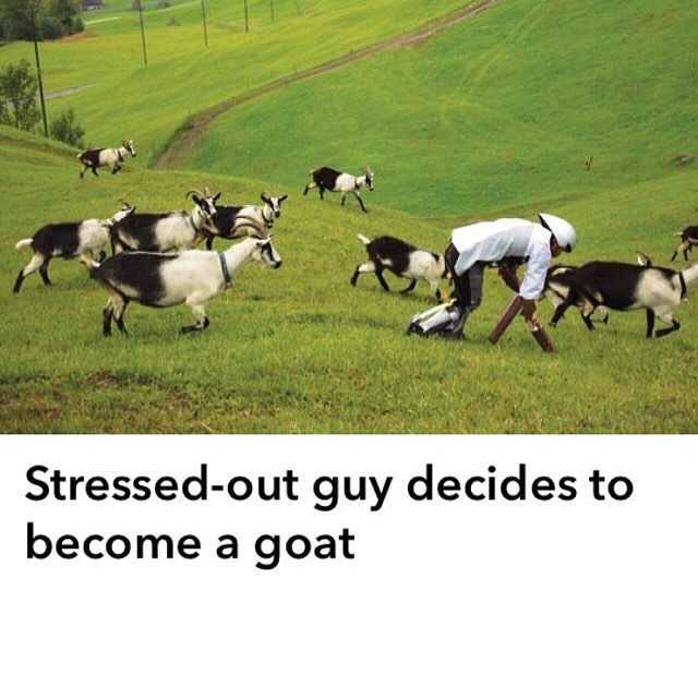 ig nobel prize goat man - Stressedout guy decides to become a goat