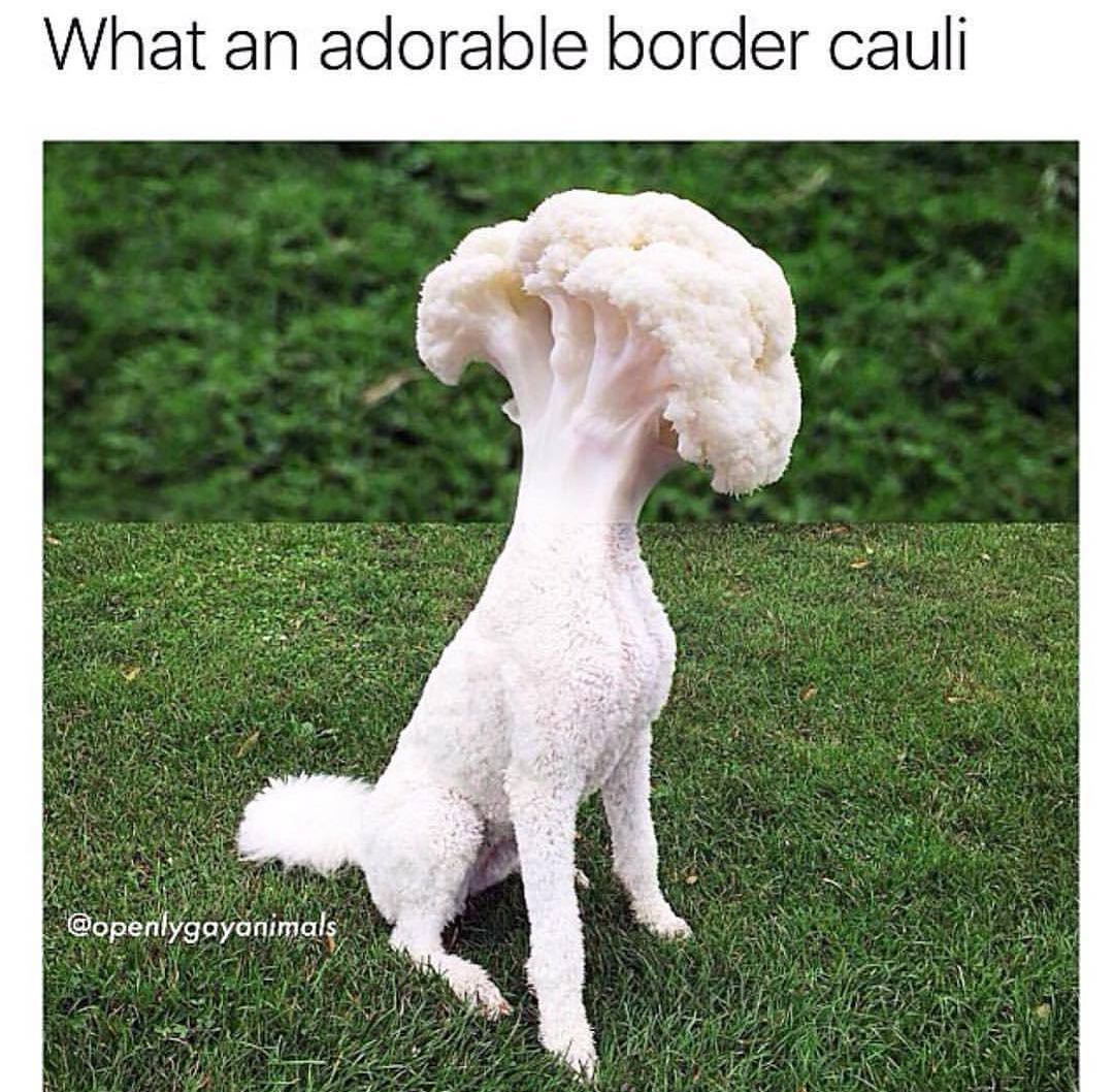 border cauli - What an adorable border cauli