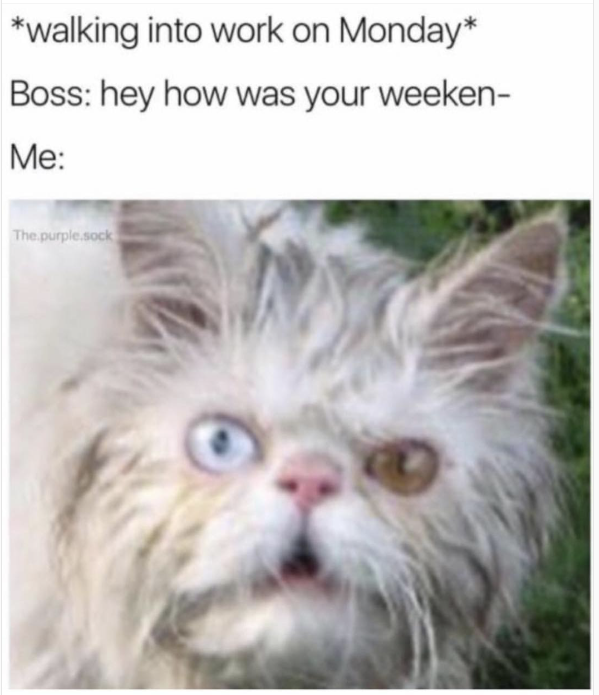 monday memes - walking into work on Monday Boss hey how was your weeken Me The purple Sock