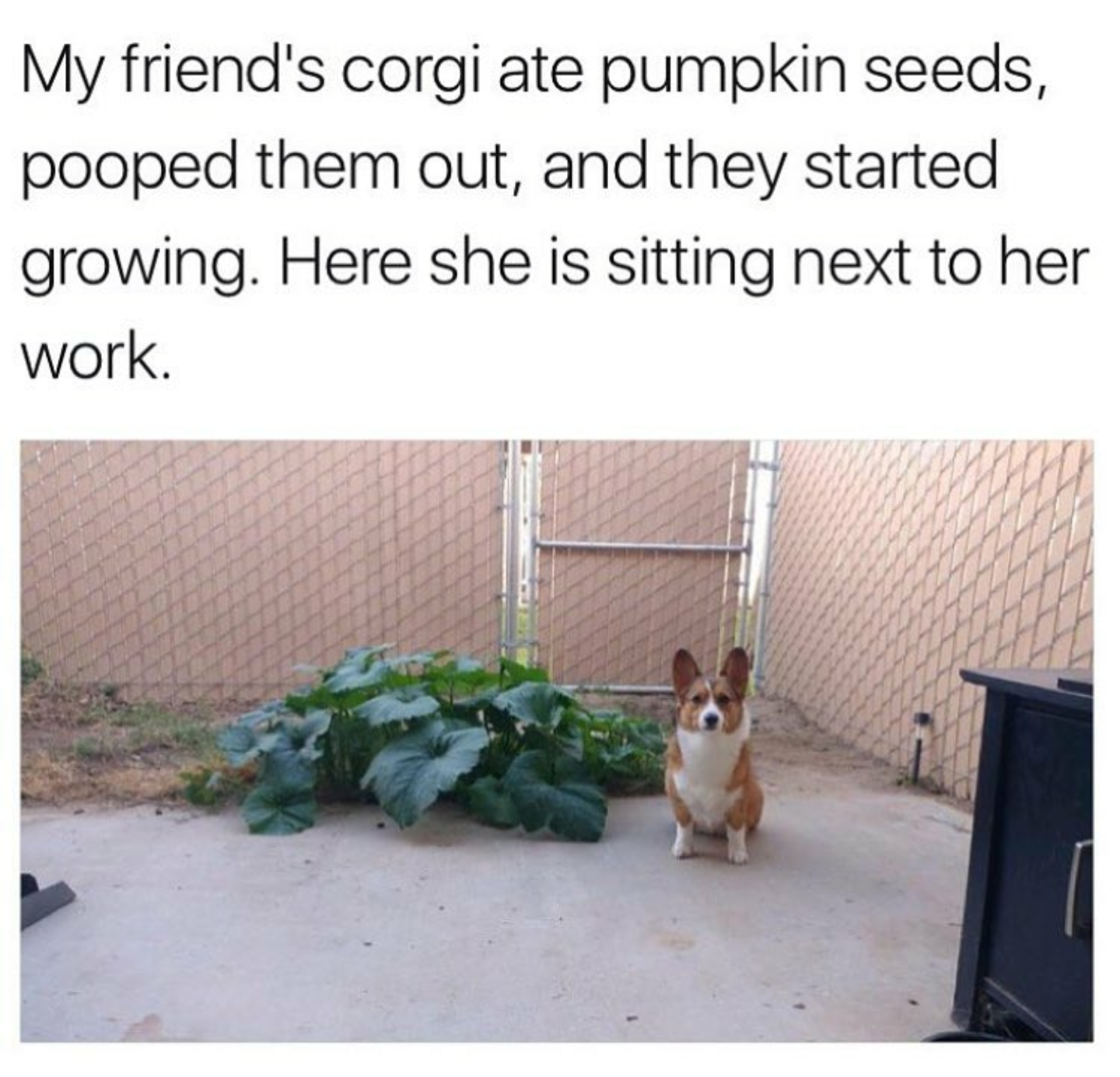 corgi pumpkin seeds - My friend's corgi ate pumpkin seeds, pooped them out, and they started growing. Here she is sitting next to her work.
