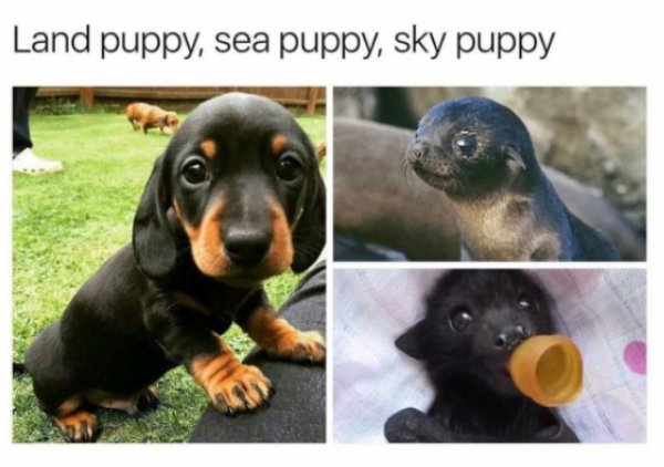 Cute meme of regulard land puppy, a sea lion puppy, and a sky puppy, which is a baby bat.