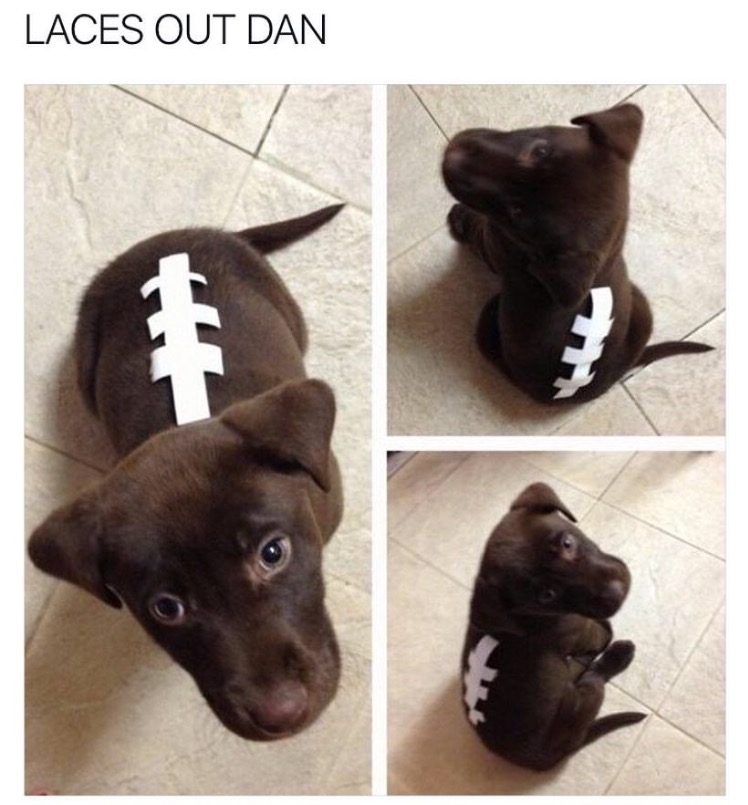 football dog costume - Laces Out Dan