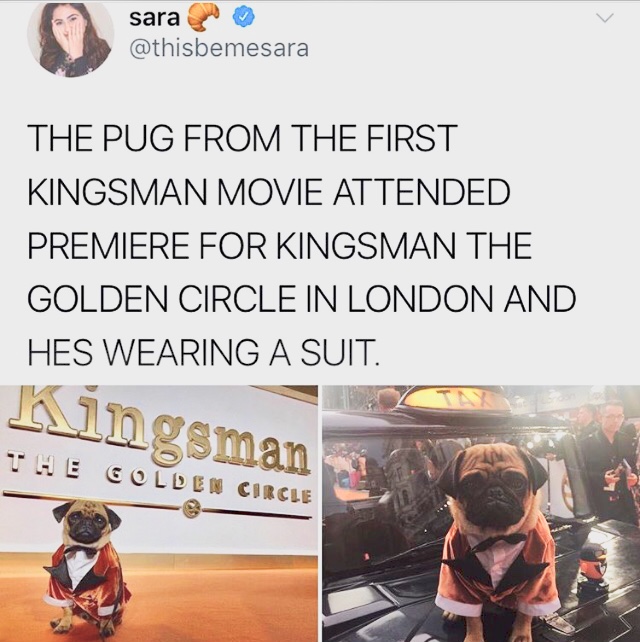 dank kingsman memes - sara The Pug From The First Kingsman Movie Attended Premiere For Kingsman The Golden Circle In London And Hes Wearing A Suit. Kingsman , The Colden Circle