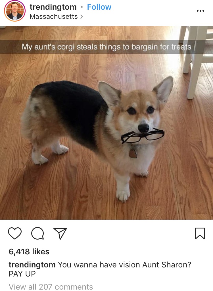 bargaining dog - trendingtom Massachusetts > My aunt's corgi steals things to bargain for treats o a7 6,418 trendingtom You wanna have vision Aunt Sharon? Pay Up View all 207