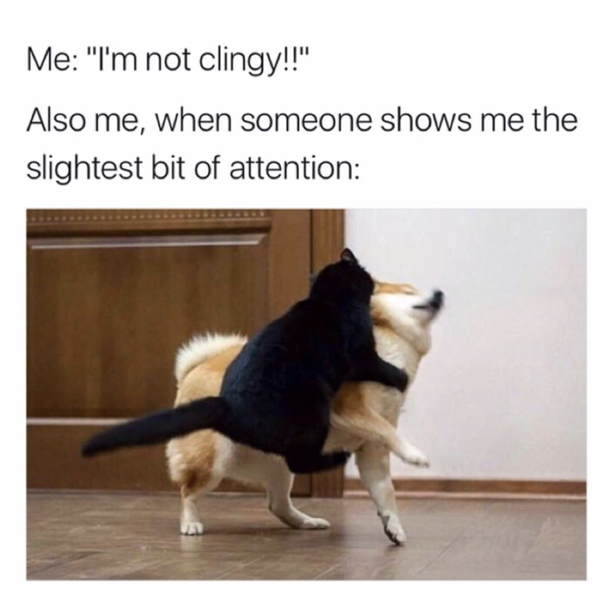 clingy meme - Me "I'm not clingy!!" Also me, when someone shows me the slightest bit of attention