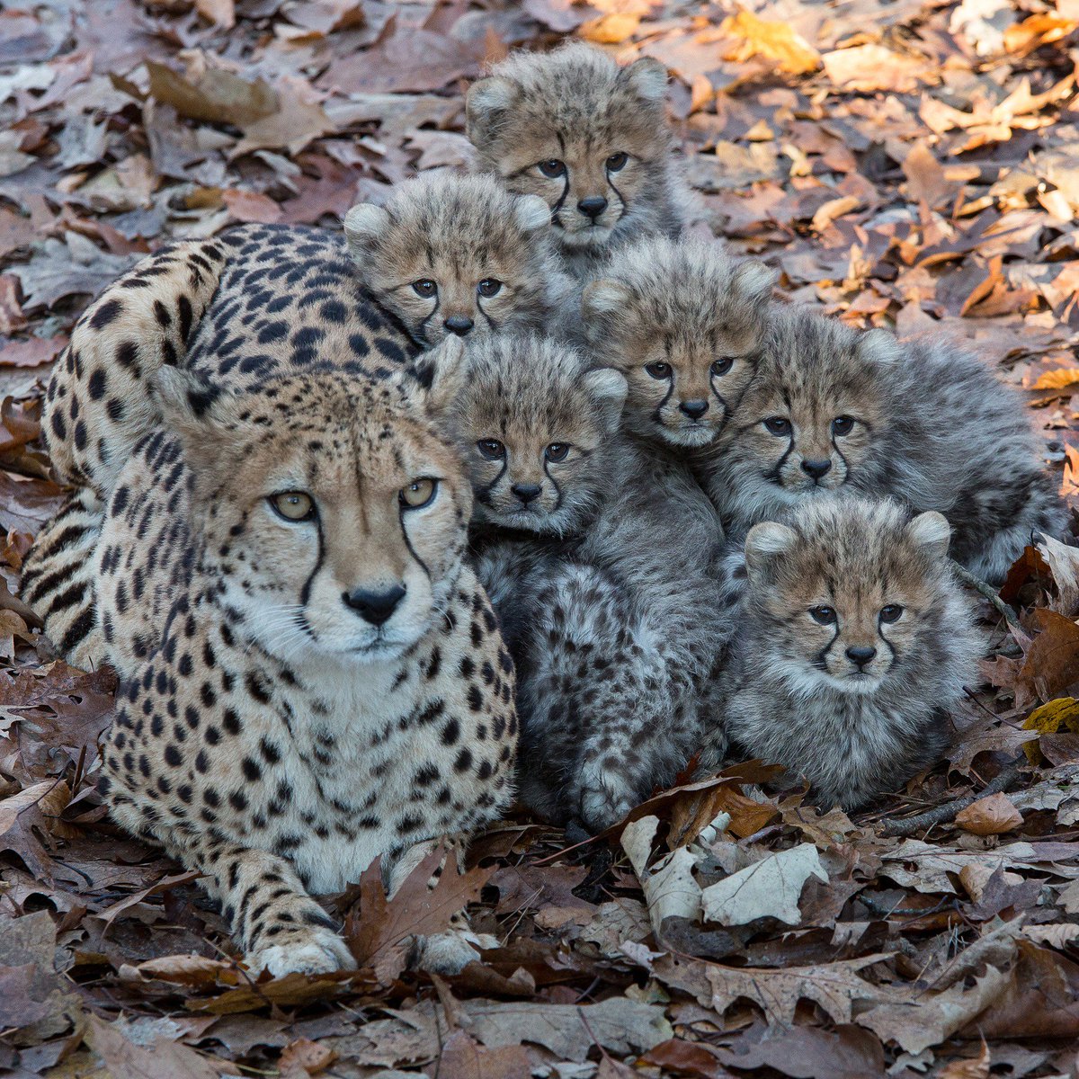Cute picture of Cheetah and her cubs