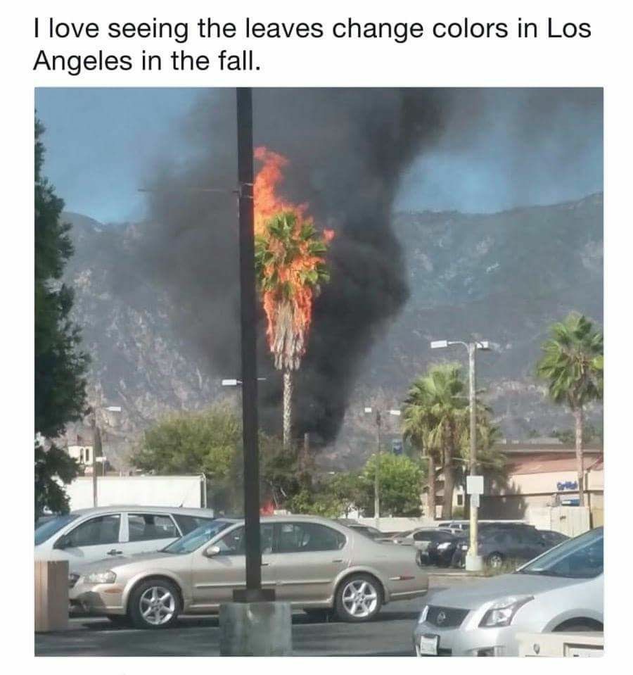 Dank meme about the changing colors of fall in Los Angeles with picture of burning palm tree