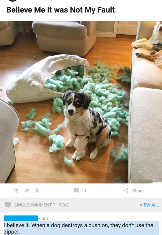 liars - pet shaming - Believe Me It was Not My Fault Single Comment Thread View All . 3m I believe it. When a dog destroys a cushion, they don't use the zipper.