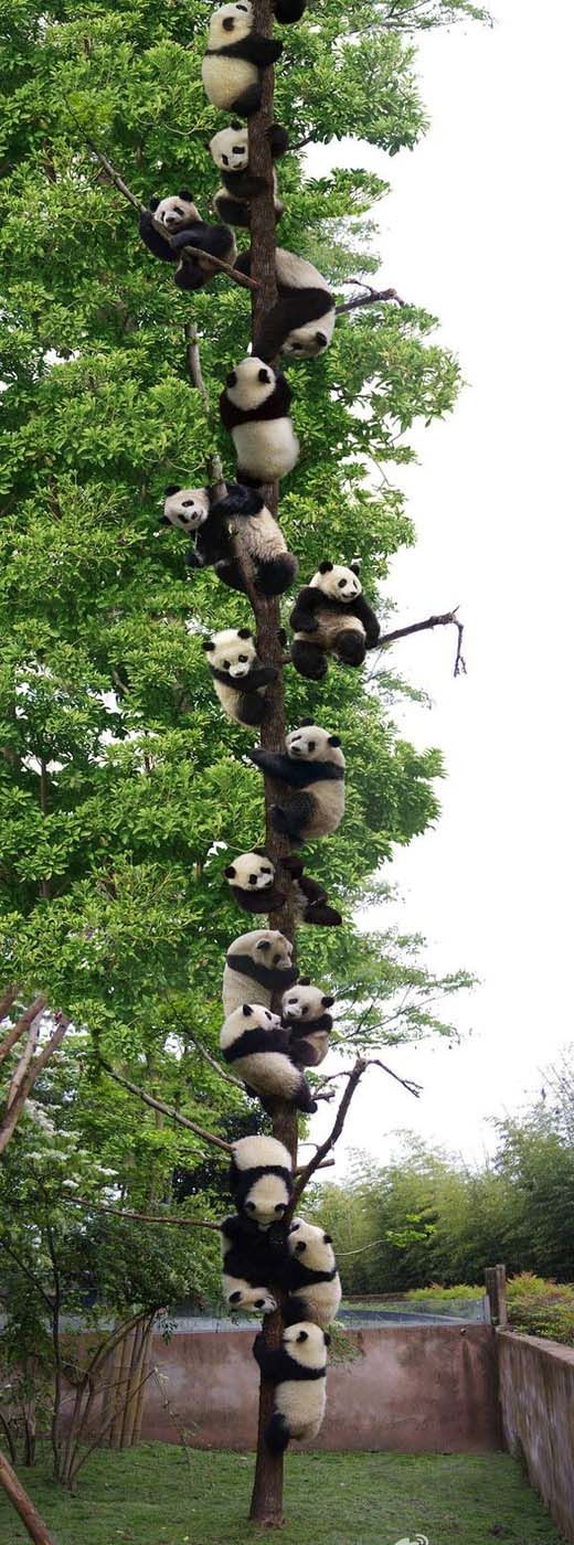 Tree full of pandas