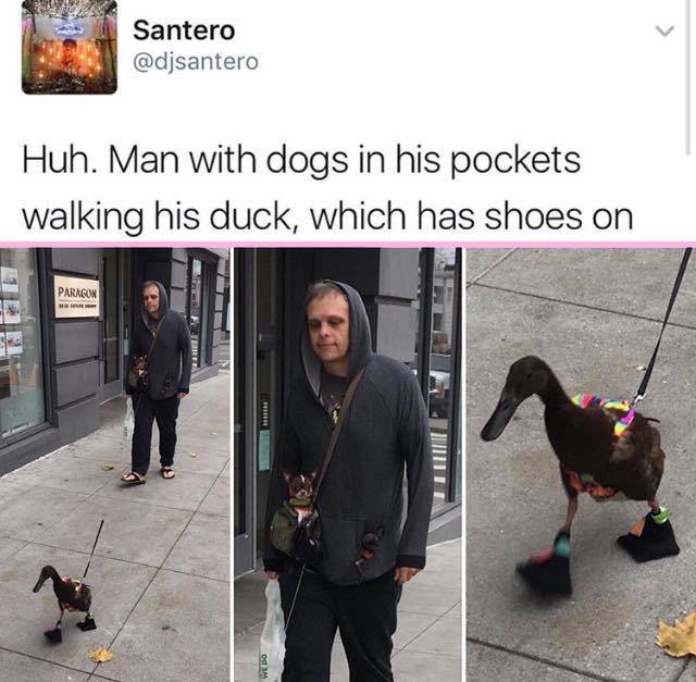 man with dogs in pockets walking duck - Santero Huh. Man with dogs in his pockets walking his duck, which has shoes on Paragon od