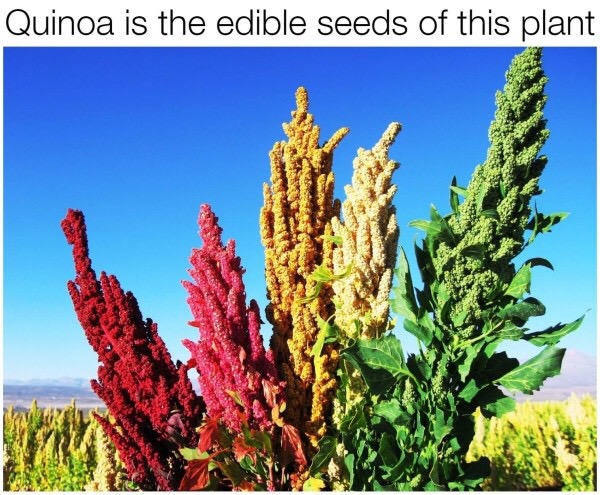 chenopodium quinoa - Quinoa is the edible seeds of this plant