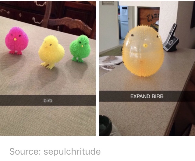 dank birb memes - Expand Birb birb Source sepulchritude