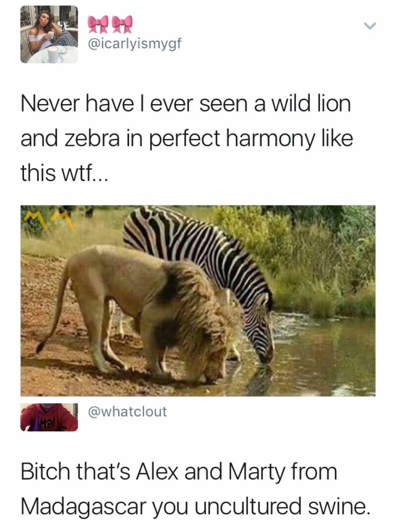 uncultured swine meme - Never have ever seen a wild lion and zebra in perfect harmony this wtf... Bitch that's Alex and Marty from Madagascar you uncultured swine.