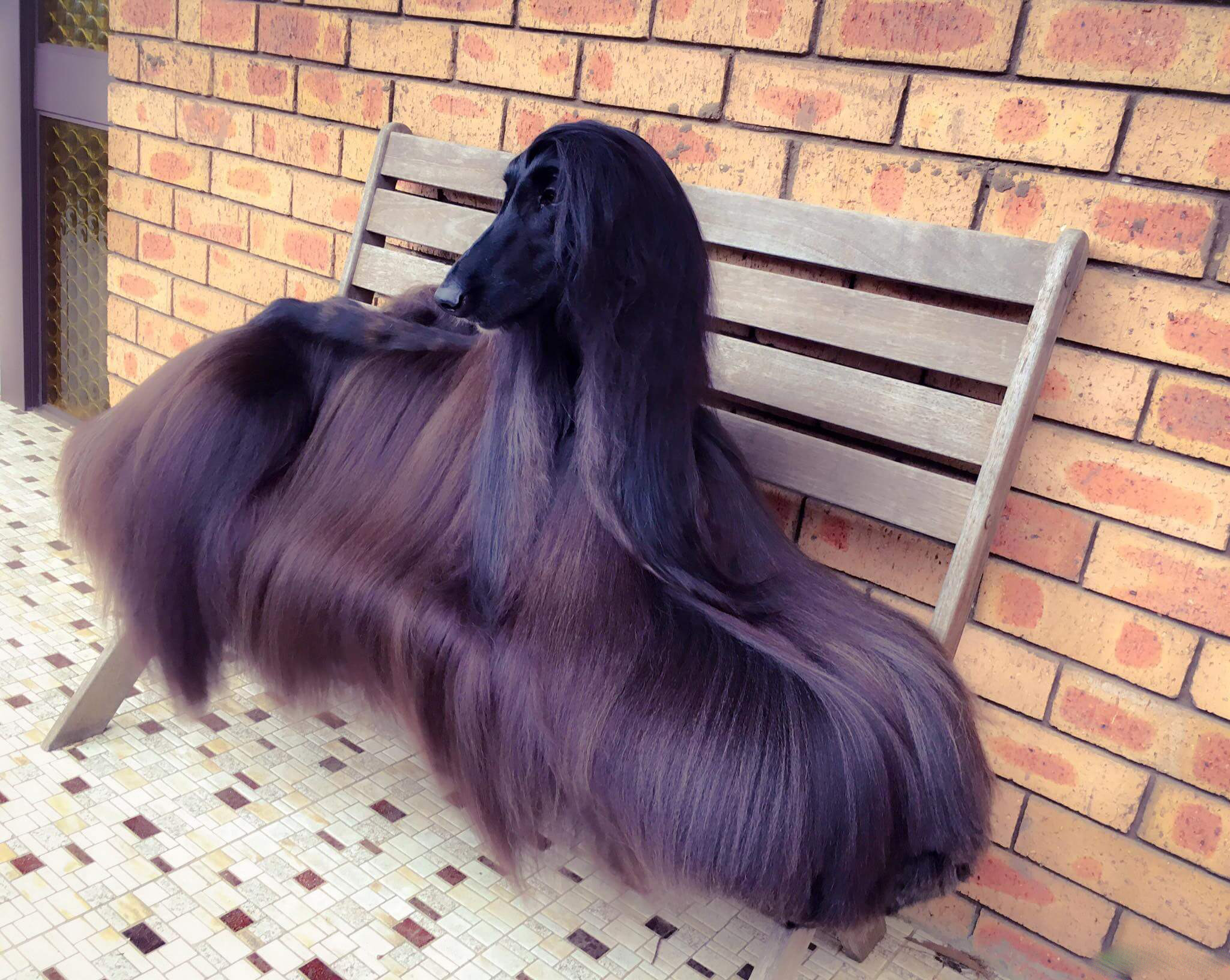 black afghan hound