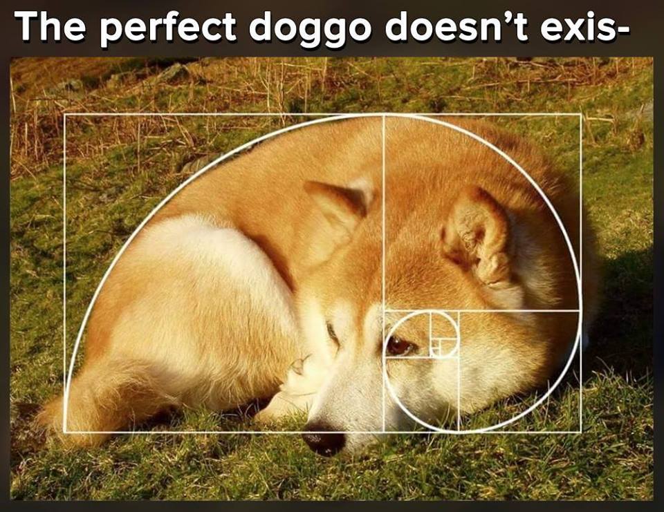A perfect meme doesn't exis- of the perfect doggo curled up in a perfect Fibonacci sequence