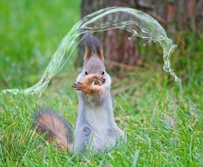 squirrel bending water