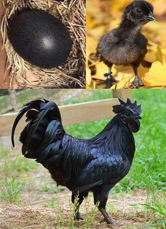 Black egg, black chick, black chicken.