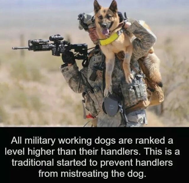 Army meme that dogs are ranked a level higher than their handlers with tradition started to prevent handlers for mistreating the dog