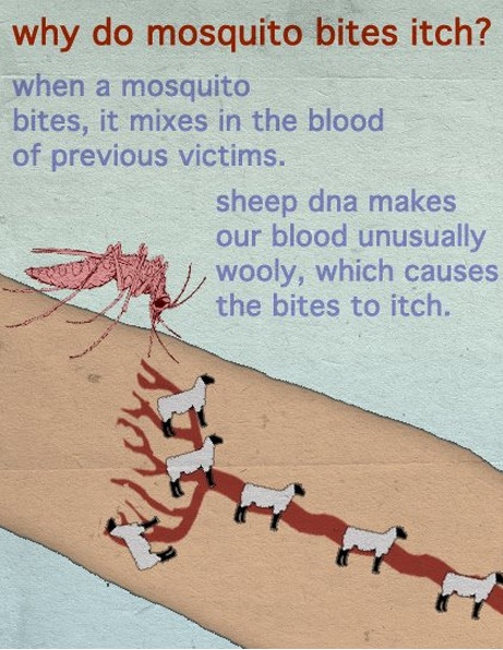 mosquito bites itch - why do mosquito bites itch? when a mosquito bites, it mixes in the blood of previous victims. sheep dna makes our blood unusually , wooly, which causes the bites to itch.