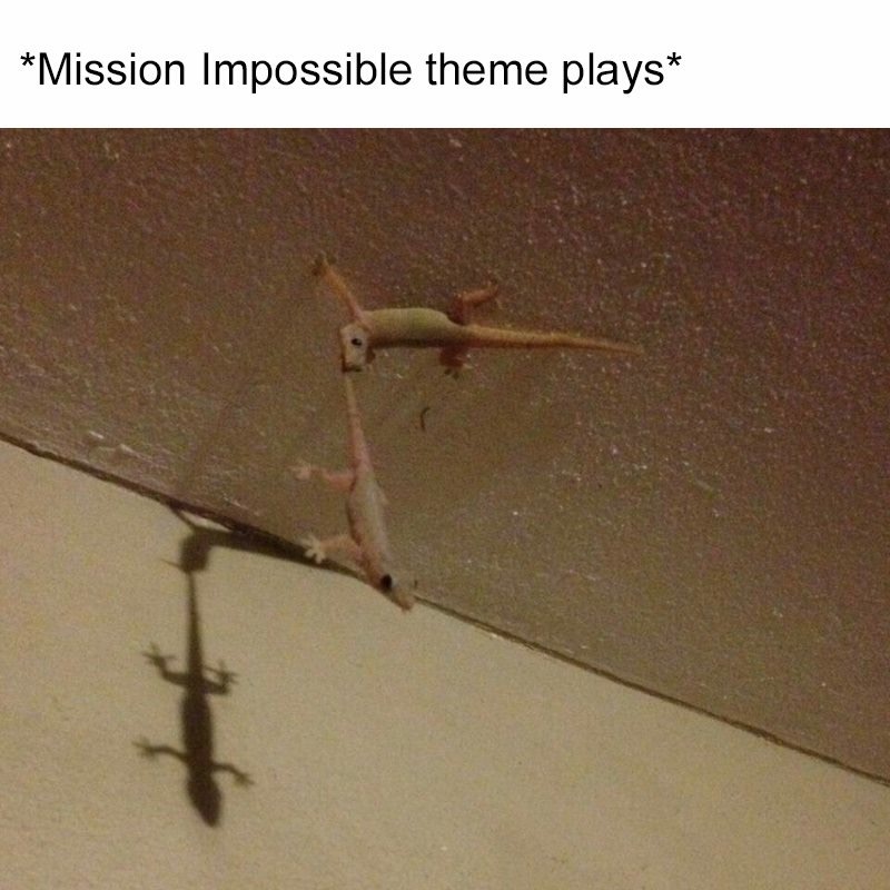 mission impossible theme meme - Mission Impossible theme plays