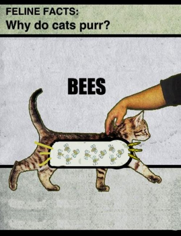 do cats purr bees - Feline Facts Why do cats purr? Bees che