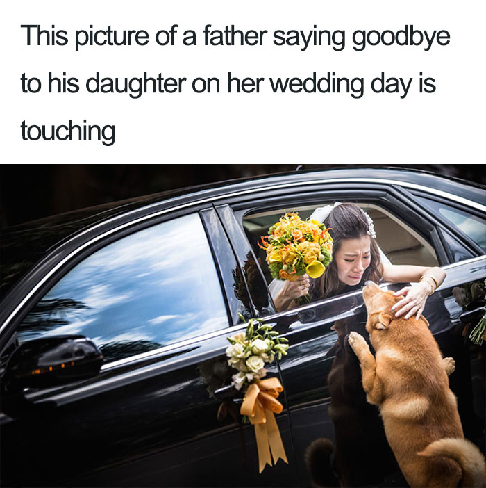dog goodbye to the bride - This picture of a father saying goodbye to his daughter on her wedding day is touching
