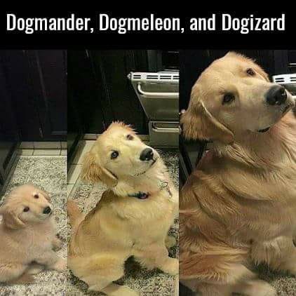 pupper doggo woofer - Dogmander, Dogmeleon, and Dogizard