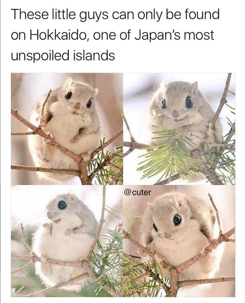 These little guys can only be found on Hokkaido, one of Japan's most unspoiled islands
