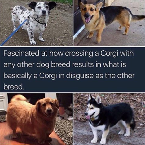 corgi undercover - Fascinated at how crossing a Corgi with any other dog breed results in what is basically a Corgi in disguise as the other breed.