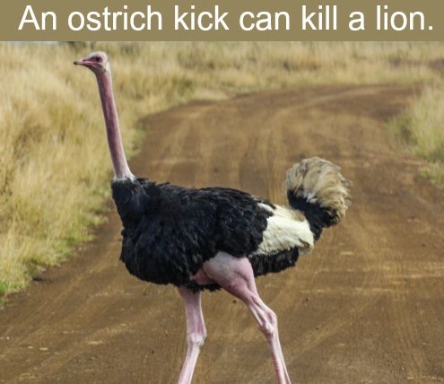 can a ostrich kill a lion - An ostrich kick can kill a lion.