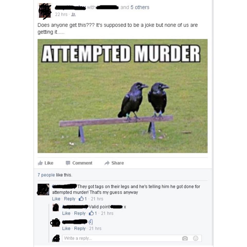attempted murder crow meme - with and 5 others 22 hrs.& Does anyone get this??? It's supposed to be a joke but none of us are getting it..... Attempted Murder The Comment 7 people this. They got tags on their legs and he's telling him he got done for atte