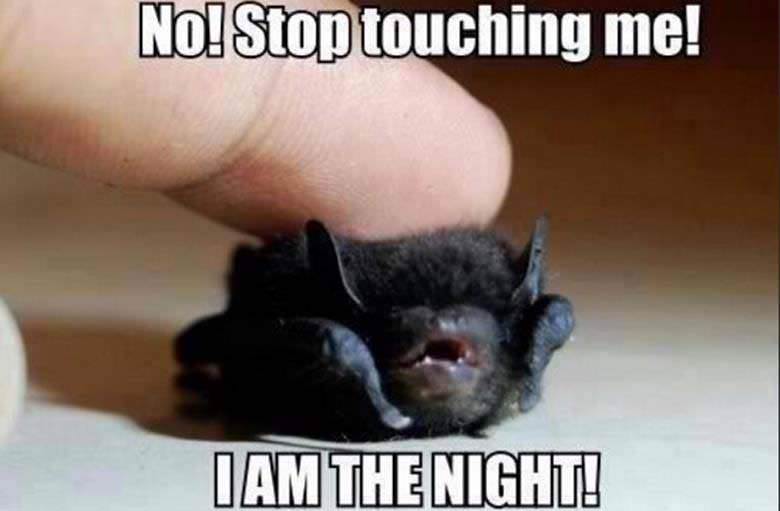 fear me bat - No! Stop touching me! Namthe Night!