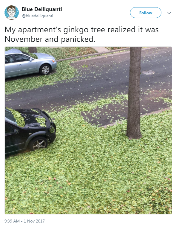 funny posts - Blue Delliquanti My apartment's ginkgo tree realized it was November and panicked.