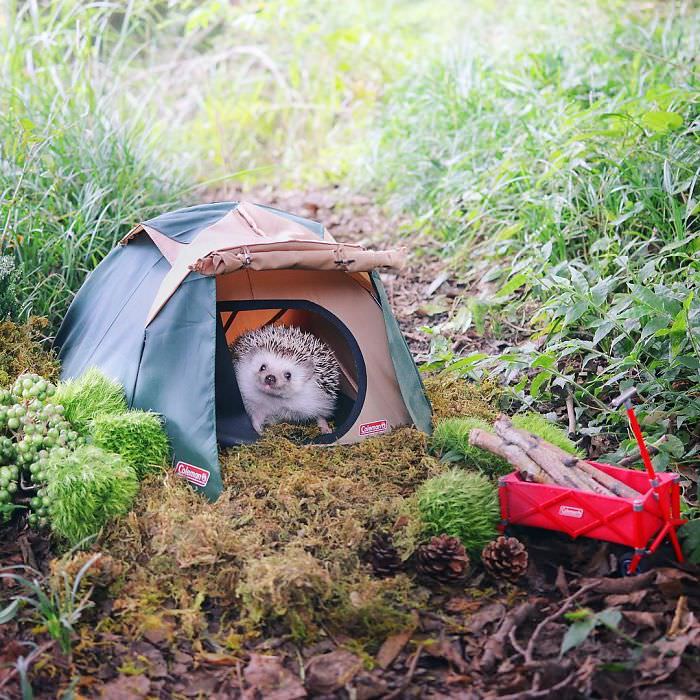 pygmy hedgehog camping
