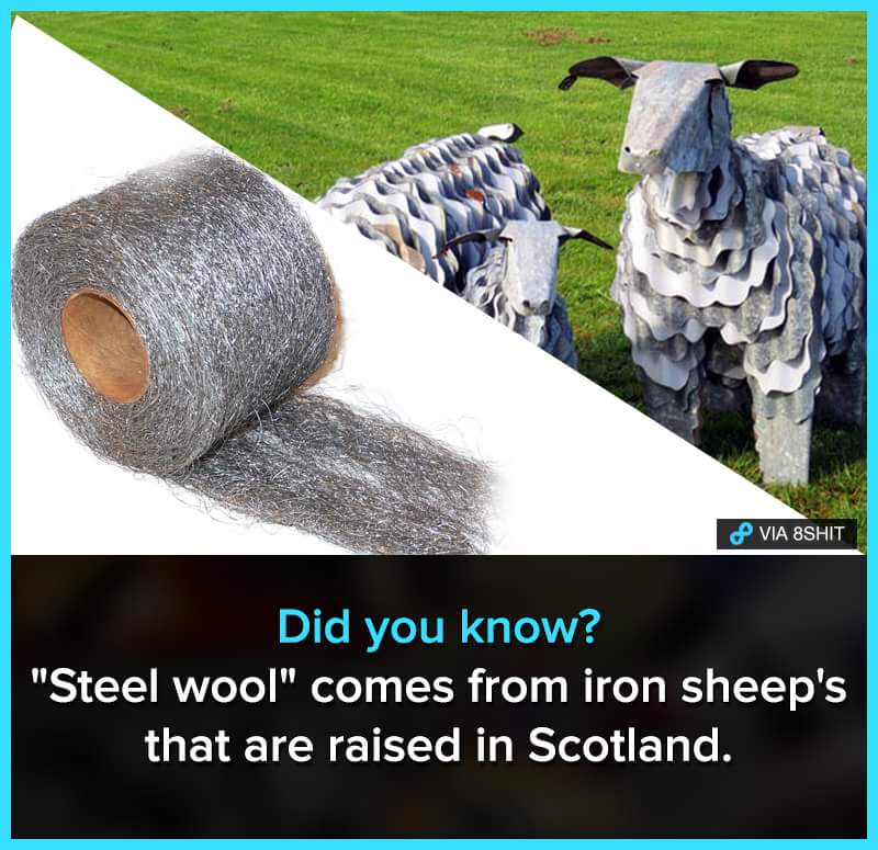 water resources - Via 8SHIT Did you know? "Steel wool" comes from iron sheep's that are raised in Scotland.