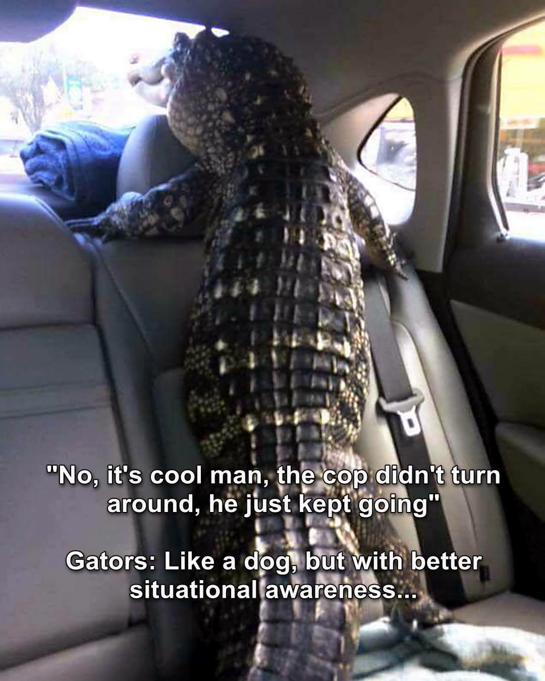 interior crocodile alligator - "No, it's cool man, the cop didn't turn around, he just kept going" Gators a dog, but with better situational awareness...