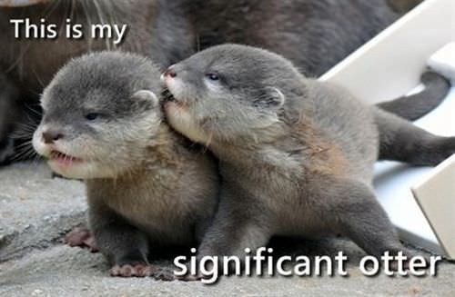 baby otter - This is my significant otter