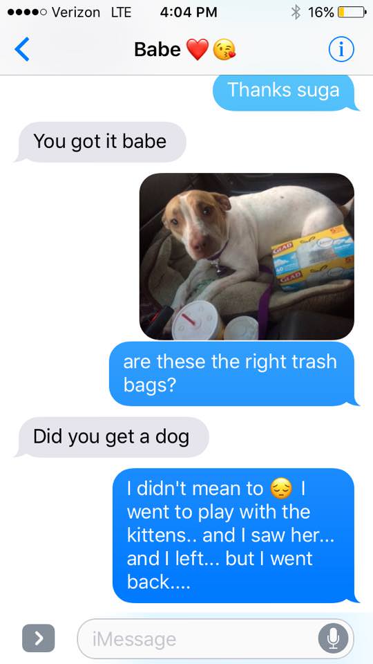 did you get a dog meme - .. Verizon Lte 16%O Babe Thanks suga You got it babe Gerd are these the right trash bags? Did you get a dog I didn't mean to I went to play with the kittens.. and I saw her... and I left... but I went back.... Message