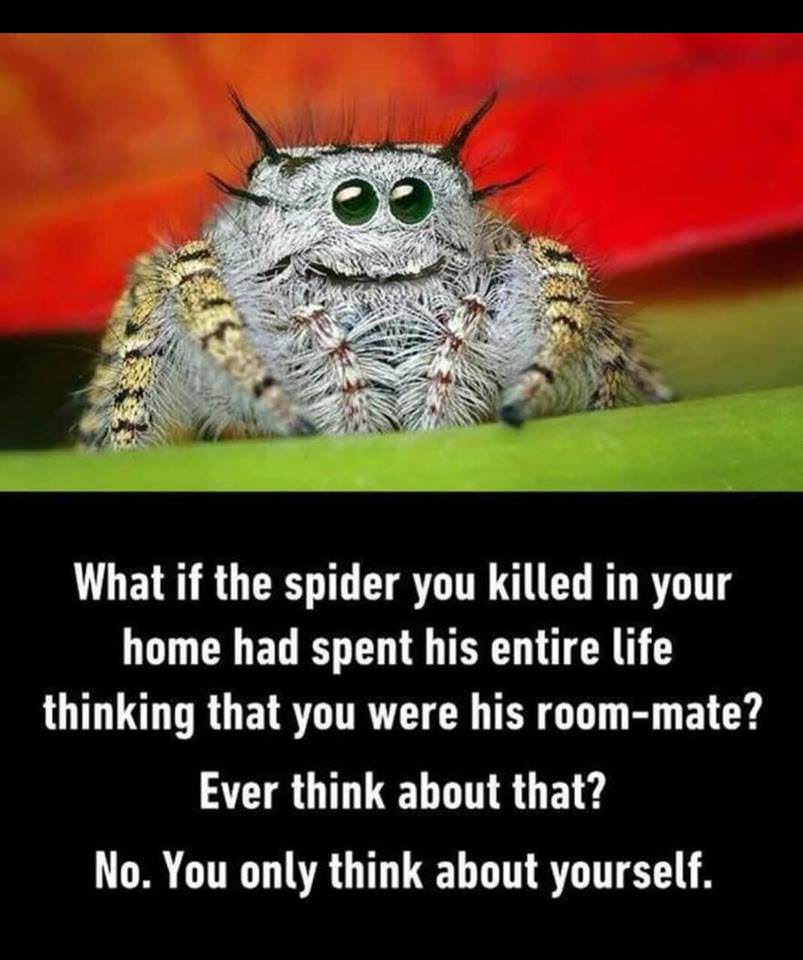 spider roommate - What if the spider you killed in your home had spent his entire life thinking that you were his roommate? Ever think about that? No. You only think about yourself.