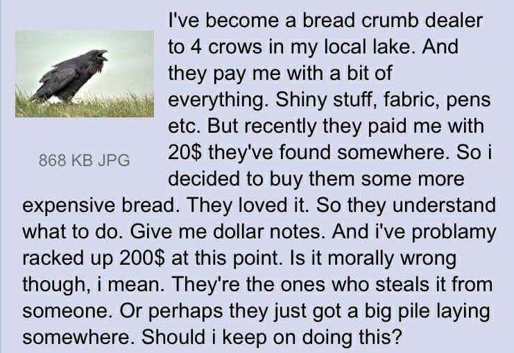 4chan crows - I've become a bread crumb dealer to 4 crows in my local lake. And they pay me with a bit of everything. Shiny stuff, fabric, pens etc. But recently they paid me with 868 Kb Jpg 20$ they've found somewhere. So i decided to buy them some more 