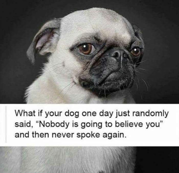 human like pug - What if your dog one day just randomly said, "Nobody is going to believe you" and then never spoke again.