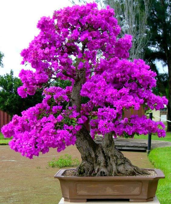 beautiful bonsai trees