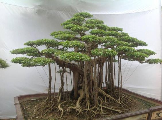 bonsai roots