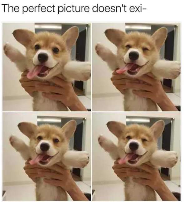 doggo meme - The perfect picture doesn't exi