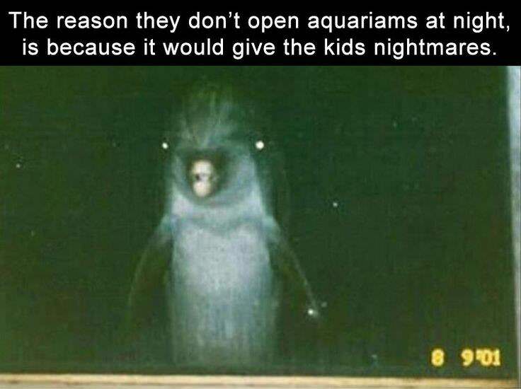 aquariums aren t open - The reason they don't open aquariams at night, is because it would give the kids nightmares. 8 901