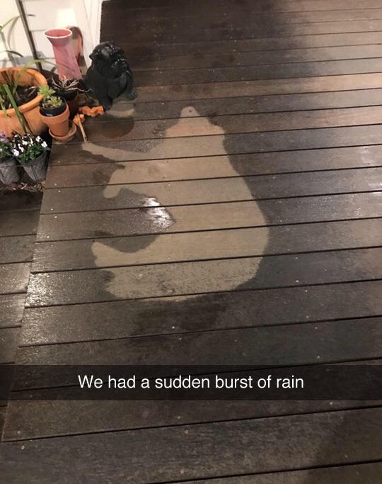 snapchat of dog that was on the porch when it started raining for a few seconds